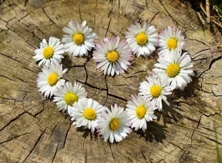 daisies-g9f37e4a18 640