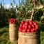 apples-1872997 640